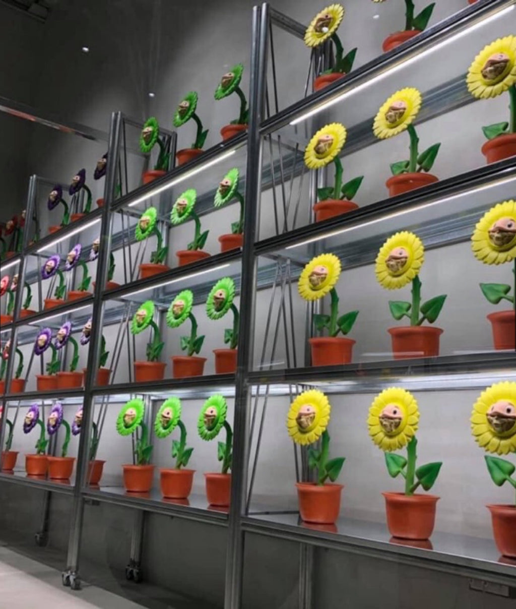 Growing Grin Telegrinnie Sunflower - RON ENGLISH