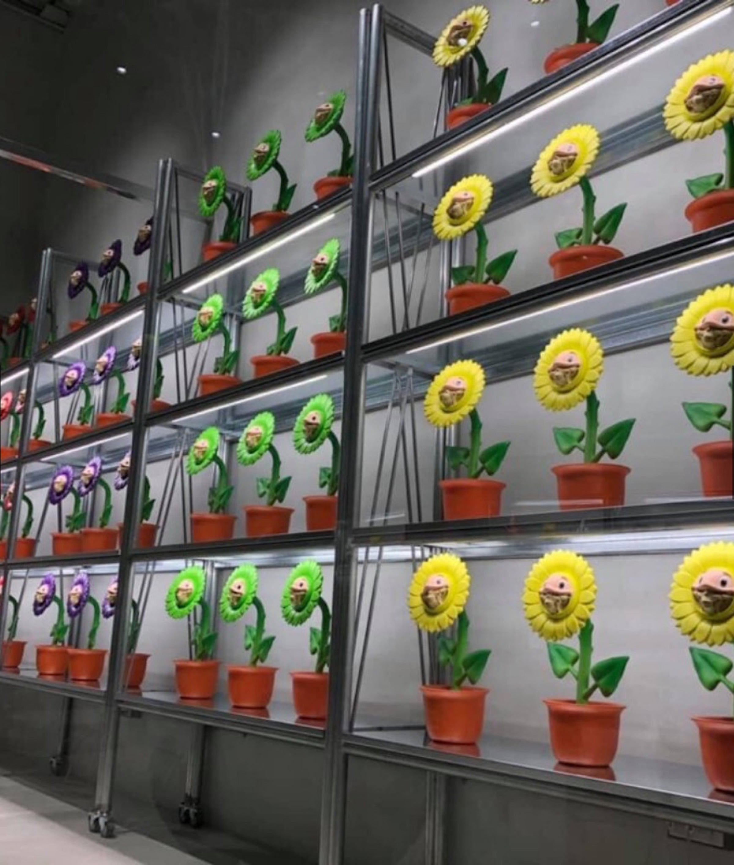 Growing Grin Telegrinnie Sunflower - RON ENGLISH